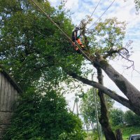 Puu langetus liinide kohalt